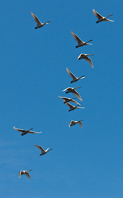 Tundra Swan Formation